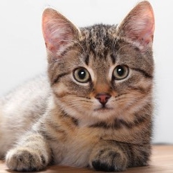 Как выбрать корм для кошки? Как выбрать корм для кошки?