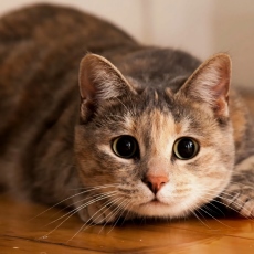 Лакомства для кошек Лакомства для кошек
