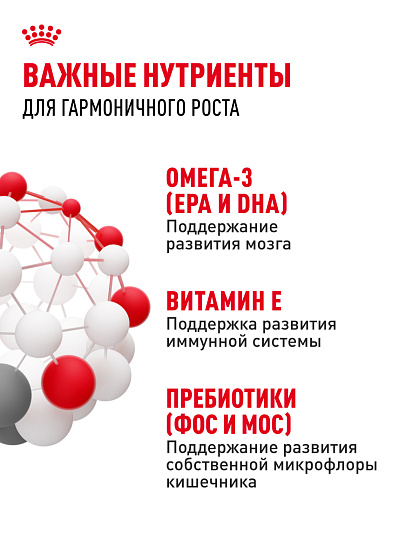 Royal Canin Kitten Корм сухой сбалансированный для котят в период второй фазы роста до 12 месяцев, 2 кг