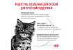 Royal Canin Kitten Gastrointestinal Ветеринарный сухой корм Роял Канин Гастроинтестинал для Котят от 2 до 10 месяцев при Нарушениях пищеварения 2 кг