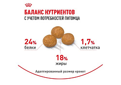 Royal Canin X-Small Adult Сухой корм Роял Канин Икс-Смолл Эдалт для Взрослых собак мелких пород 500 г Royal Canin X-Small Adult Сухой корм Роял Канин Икс-Смолл Эдалт для Взрослых собак мелких пород 500 г