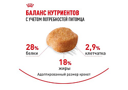 Royal Canin Breed dog Yorkshire Terrier Adult Сухой корм Роял Канин для взрослых собак породы Йоркширский Терьер старше 10 месяцев 500 г Royal Canin Breed dog Yorkshire Terrier Adult Сухой корм Роял Канин для взрослых собак породы Йоркширский Терьер старше 10 месяцев 500 г