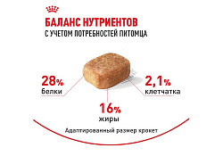 Royal Canin Breed dog Chihuahua Adult Сухой корм Роял Канин для взрослых собак породы Чихуахуа старше 8 месяцев 500 г Royal Canin Breed dog Chihuahua Adult Сухой корм Роял Канин для взрослых собак породы Чихуахуа старше 8 месяцев 500 г