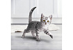 PURINA ONE KITTEN Сухой корм Пурина УАН для котят с курицей 750 г