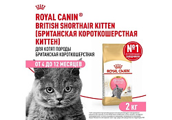 Royal Canin Breed cat Kitten British Shorthair Сухой корм Роял Канин для Котят породы Британская короткошерстная в возрасте от 4 до 12 месяцев 2 кг