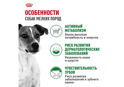 Royal Canin Mini Adult 8+ Сухой корм Роял Канин Мини для Пожилых собак Мелких пород старше 8 лет 4 кг