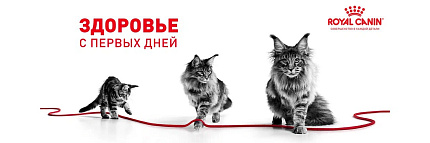 Royal Canin Kitten Корм сухой сбалансированный для котят в период второй фазы роста до 12 месяцев, 10 кг